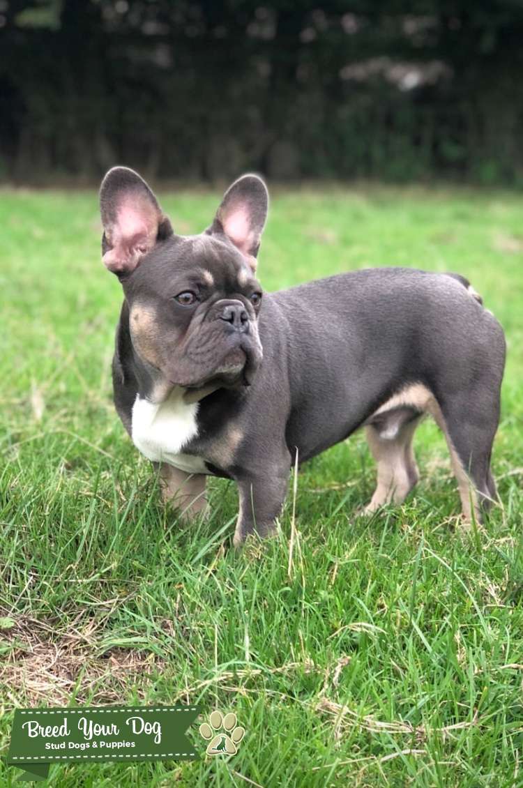 guinea pig acting lethargic