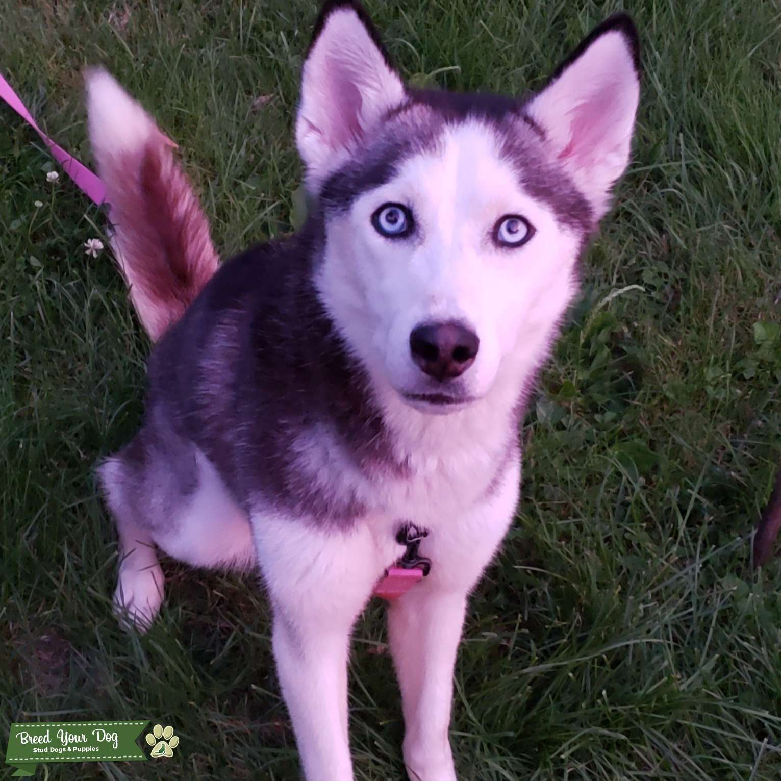 Unique black and white husky with red tail Stud Dog in Lehigh Valley