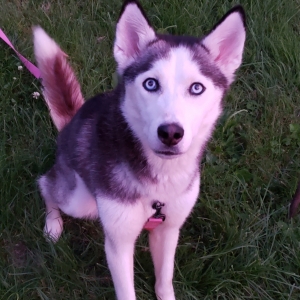 Unique black and white husky with red tail Listing Image