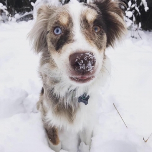 Miniature Australian Shepherd Listing Image