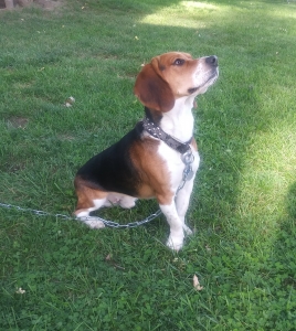 1 1/2 year old beagle stud $500 Listing Image