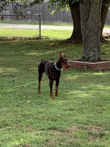 European red and rust Doberman stud dog Listing Image