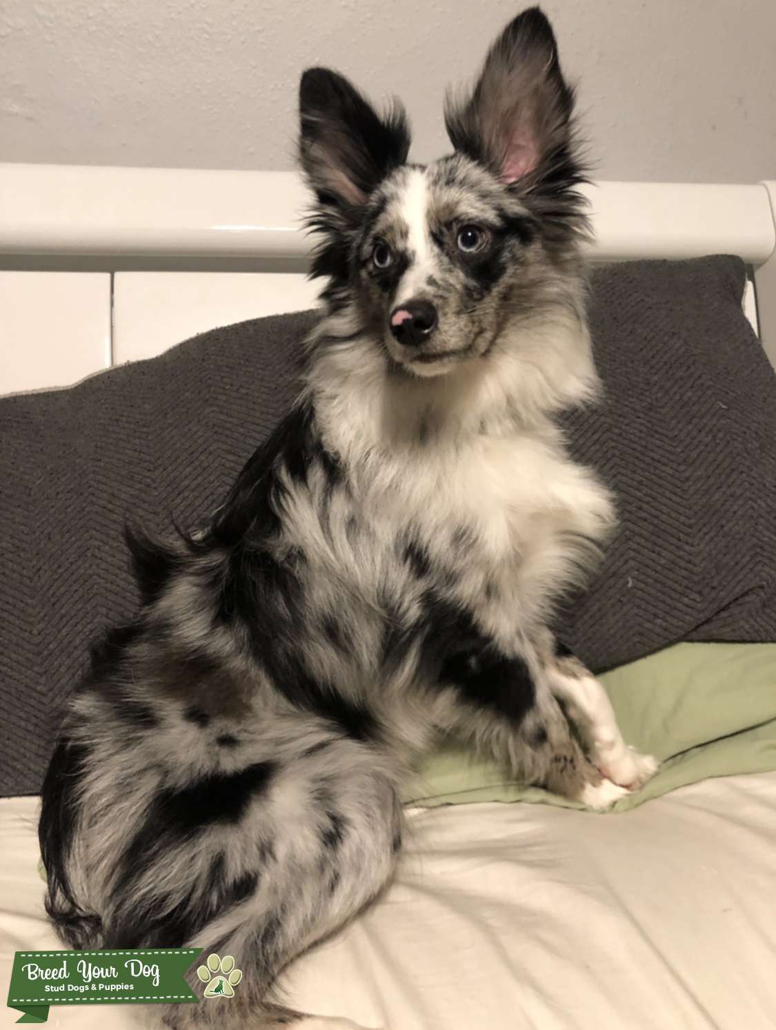 blue merle mini aussie