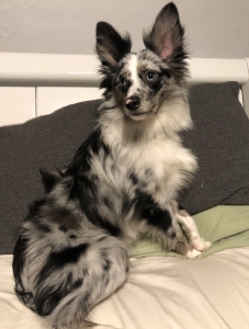 Blue Merle mini Aussie  Listing Image