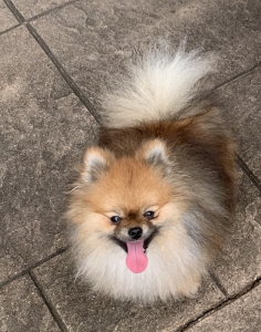 Pomeranian Stud Dog Listing Image