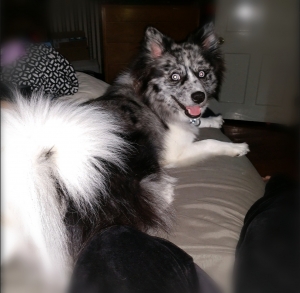 F1b blue merle pomsky girl almost ready Listing Image