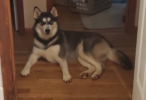 Female black and white husky Listing Image