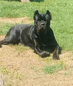 serbian cane corso