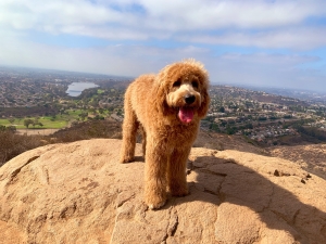 Goldendoodle looking for Girlfriend Listing Image