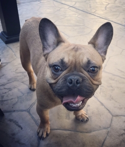 Red Fawn French Bulldog  Listing Image