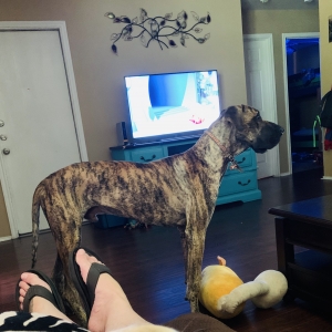 Great Dane  Listing Image