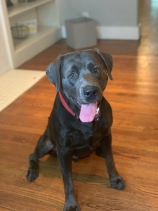 Stud Male Labrador Listing Image
