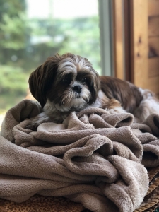 Shih Tzu- Looking for Bichon for Stud Listing Image