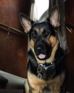 German Shepherd Listing Image