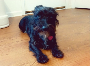 Black and White Chihuahua Terrier/Miniature Toy Schnauzer Listing Image