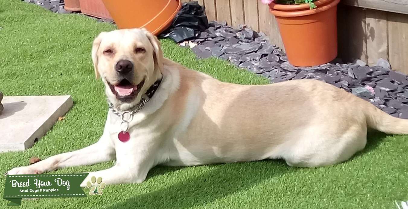 Golden Labrador looking for stud Stud Dog in South Wales. Rogerstone