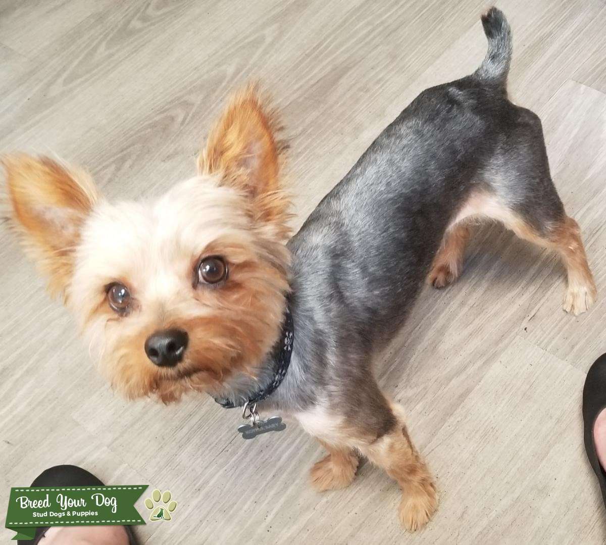 Male Stud Stud Dog Phoenix Breed Your Dog