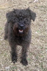 Mini. Black Schnoodle looking for stud Listing Image