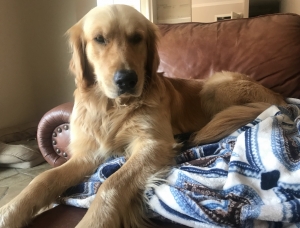 Max the Golden Retriever Listing Image