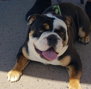 Bulldog Stud with a Heart Listing Image