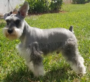 Mini Schnauzer stud bitch wanted Listing Image