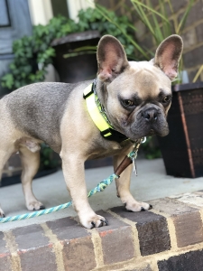 Looking for Stud Service AKC registered.  Listing Image
