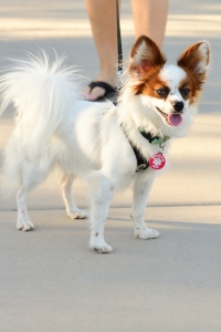 Male papillon  Listing Image