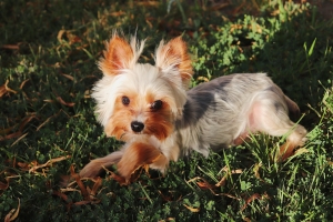 Teacup Yorkie Terrier (Gray, white, tan) Listing Image