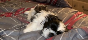 White & Black Male Shih Tzu  Listing Image