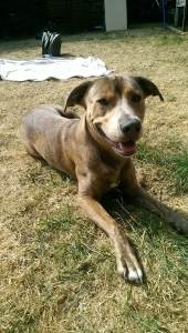 Staffy crossed wippet Listing Image