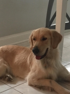 Want AKC golden retriever stud services Listing Image