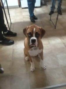 Handsome Male Fawn Boxer Listing Image