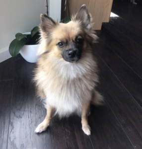 Female Pomeranian looking for stud* Listing Image