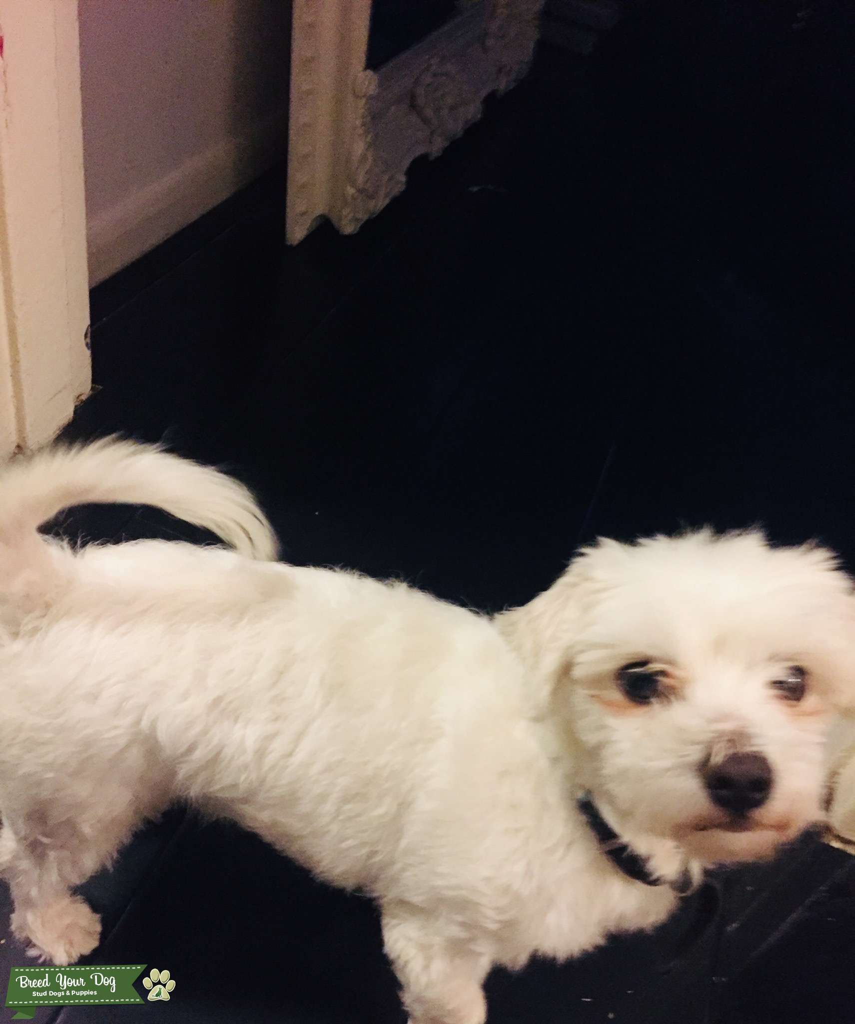 Bitch wanted for a Stud Stud Dog in London , United States Breed Your Dog