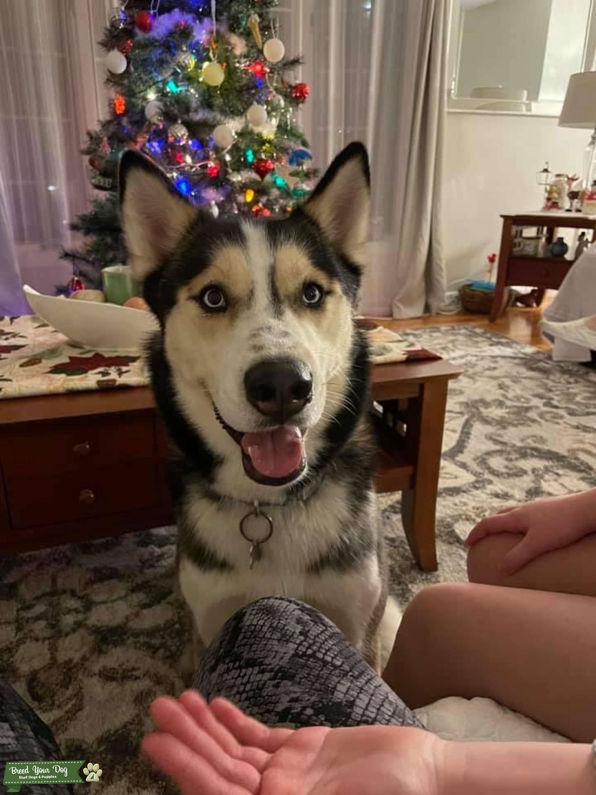 Pure breed Siberian Husky Stud Dog in Hamden county , the United