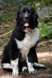 Handsome Newfie in the City Listing Image
