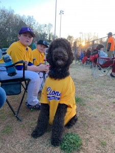 Standard Poodle Stud Service Listing Image