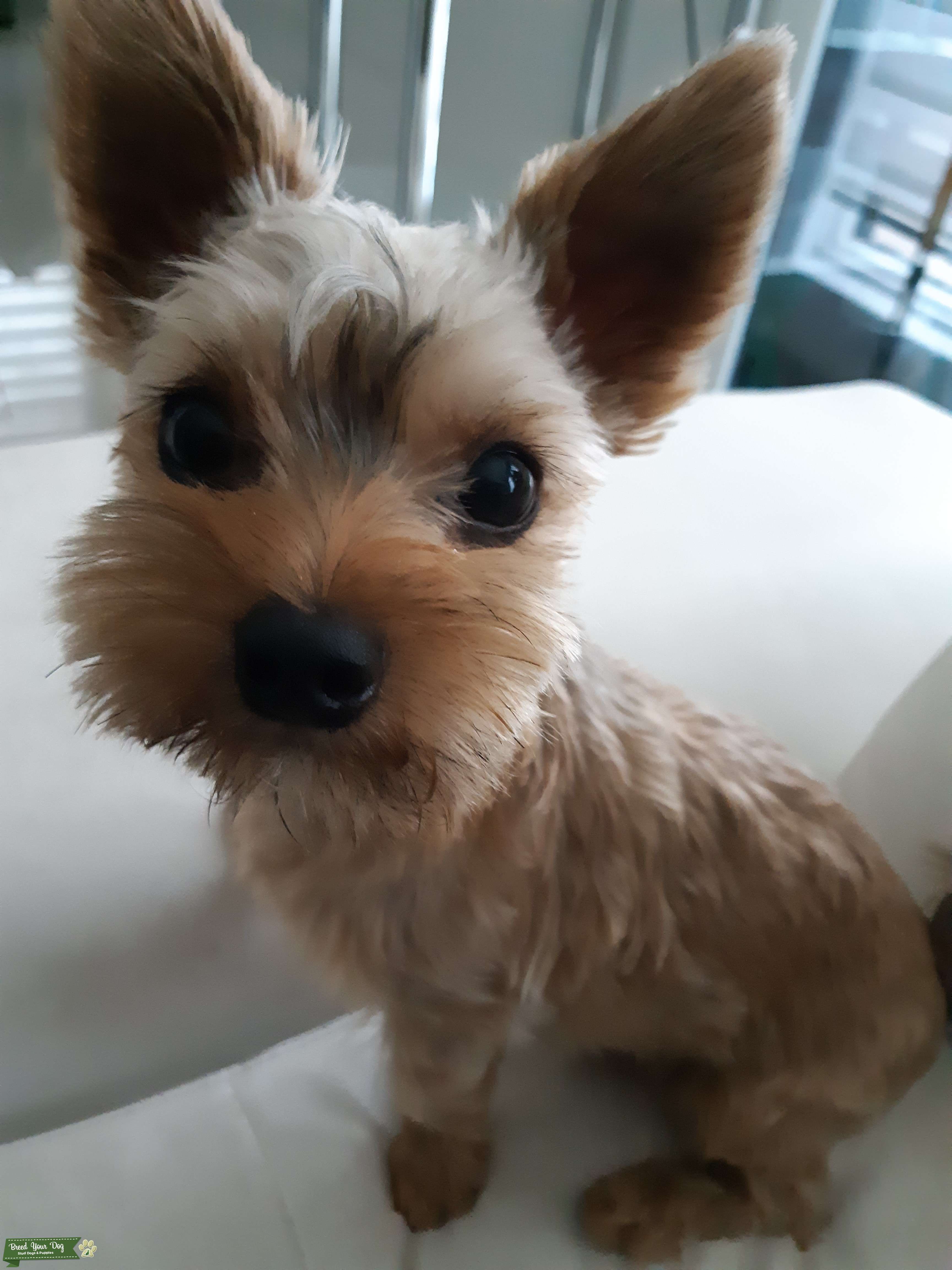 Frisky 6lbs Stud, Teddy Bear Stud Dog Saskatoon, Saskatchewan Breed