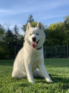 GREAT HUSKY STUD  Listing Image