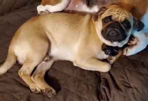 Pug stud Listing Image