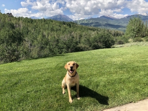Meet Rocky - English Labrador Retriever Listing Image