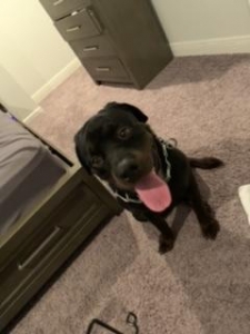 Rottweiler stud Listing Image