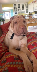 AKC shar pei male  Listing Image