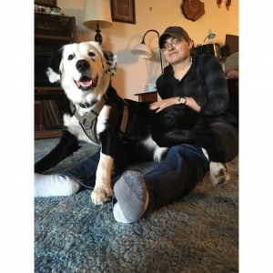 Looking For Bernese Mountain Dog Stud Listing Image