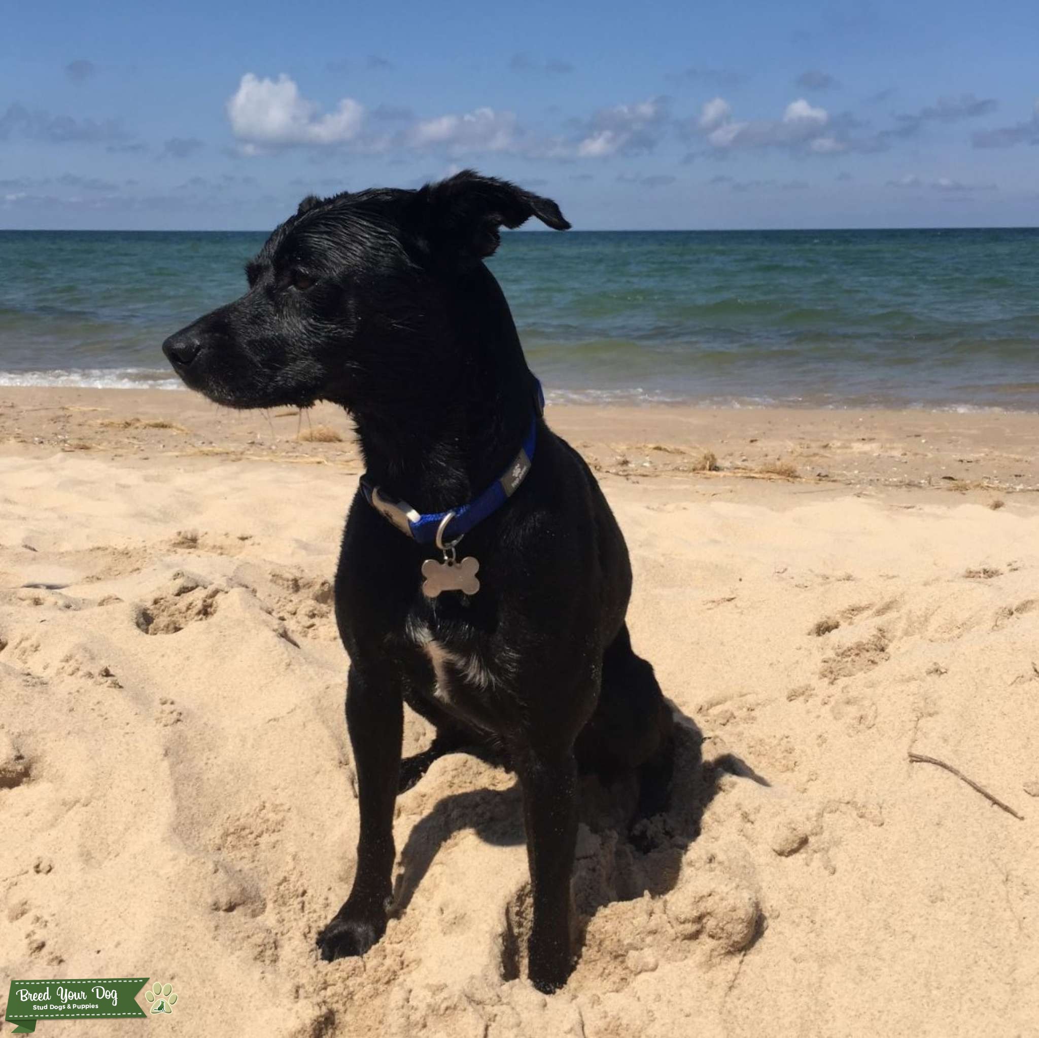 Stud Dog - Looking for a Female Mate - Breed Your Dog