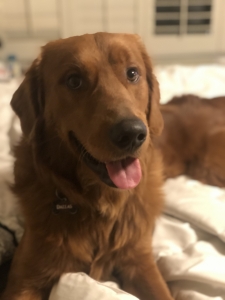 AKC Dark Golden Retriever  Listing Image