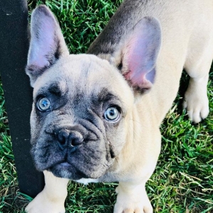 Lilac French Bulldog Listing Image