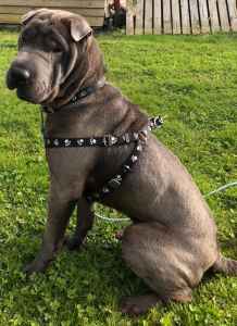 shar pei stud dog