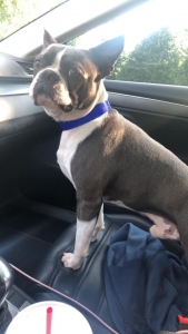 AKC Blue Boston Terrier Stud Listing Image