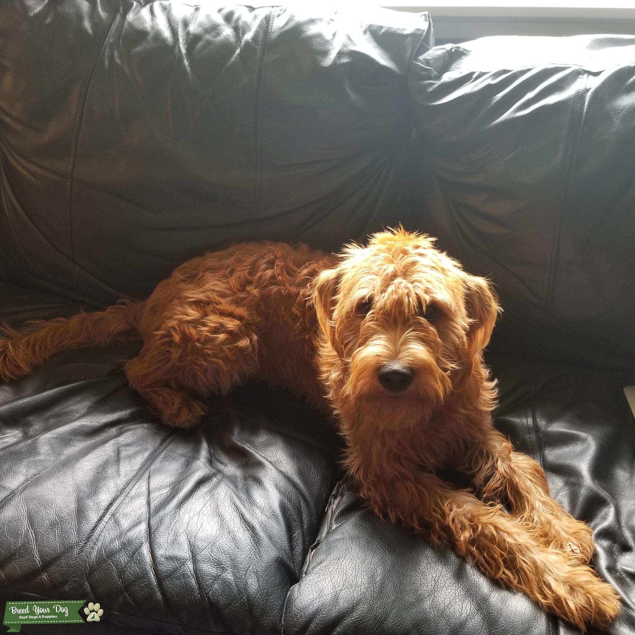 F1 Copper Labradoodle Stud Dog in OR, United States Breed Your Dog